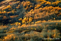 Autumn Hillside (Dunvegan, Alberta) . . . © 2006 Alan Ticheler. All rights reserved.