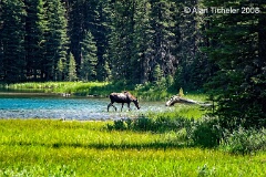 Moose in Forested Lake (Waterton Lakes National Park, Canada) . . . © 2008 Alan Ticheler. All rights reserved.