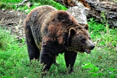 The Bear (near Banff, Alberta) . . . © 2013 Alan Ticheler. All rights reserved.