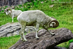 Bighorn Sheep  (near Banff, Alberta) . . . © 2014 Alan Ticheler. All rights reserved.