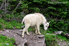 Baby Mountain Goat #1 (Glacier National Park, Montana) . . . © 2014 Alan Ticheler. All rights reserved.