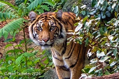 "Luise" the Sumatran Tiger (Zoologischer Garten Berlin, Germany) . . . © 2024 Alan Ticheler. All rights reserved.