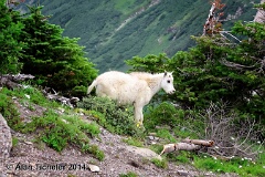 Baby Mountain Goat #2 (Glacier National Park, Montana) . . . © 2014 Alan Ticheler. All rights reserved.