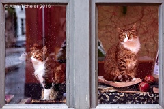 Window Cats on Rainy Day (Bruges, Belgium) . . . © 2016 Alan Ticheler. All rights reserved.